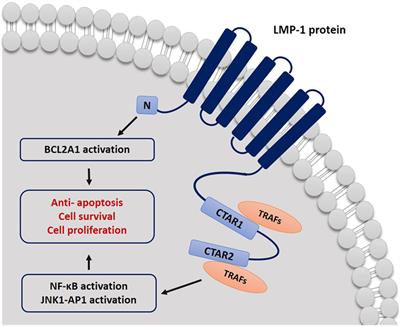 Epstein–Barr Virus Epidemiology, Serology, and Genetic Variability of LMP-1 Oncogene Among Healthy Population: An Update